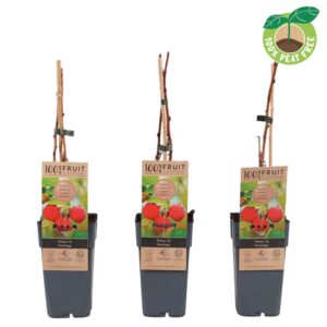 Rubus idaeus Rubus idaeus 'Heritage', P15
(10 Plants/Order)(15cmP 50cmH)