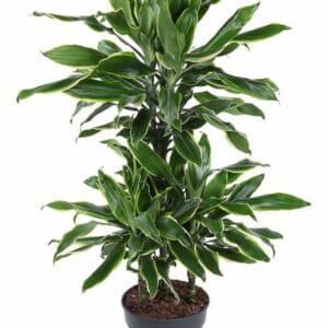 Dracaena Golden Coast Dracaena Gold Coast 45-carrousel
(1 Plants/Order)(21cmP 90cmH)