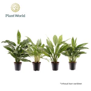 Aglaonema mixed Aglaonema mixed
(6 Plants/Order)(14cmP 45cmH)