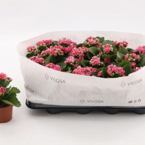 Kalanchoe Calandiva Weaver Kalanchoe Double Sylca, in kraag
(16 Plants/Order)(8cmP 15cmH)