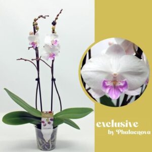 Phalaenopsis white more Ripsen Mia 2-tak 60cm (GROEN) 
(12 Plants/Order)(12cmP 60cmH)