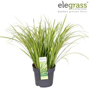 Acorus gramineus Ogon Acorus 'Ogon' 
(6 Plants/Order)(17cmP 40cmH)