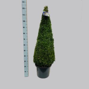 Buxus other Buxus semp. 90-100 C15 pyramid
(1 Plants/Order)(35cmP 115cmH)