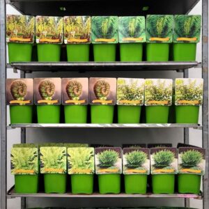 Varens mixed Varens mix CC C5
(1 Plants/Order)(21cmP 35cmH)