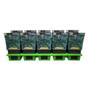 Hosta x undulata Albomarginata Hosta x undulata 'Albomarginata' P11
(10 Plants/Order)(11cmP 25cmH)