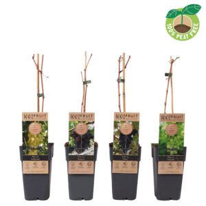 Vitis vinifera Vitis vinifera mix laag, P15 (pitloos)
(10 Plants/Order)(15cmP 50cmH)