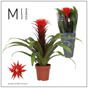 Guzmania Hope Guzmania Rockyflower Hope - 12cm | Mimesis
(10 Plants/Order)(12cmP 43cmH)