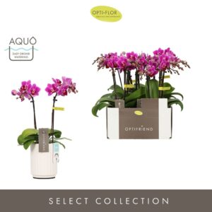 Phalaenopsis Multifloratypes other Optifriend Fay 2 spike in Molise White Aquo
(6 Plants/Order)(7cmP 25cmH)