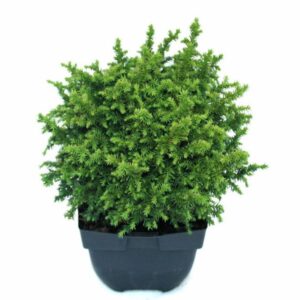 Cryptomeria Vilmoriniana Cryptomeria japonica 'Vilmoriniana' P17
(6 Plants/Order)(17cmP 40cmH)