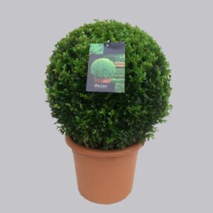 Buxus other Buxus semp.bol 40 cm 35/TC15
(1 Plants/Order)(35cmP 60cmH)