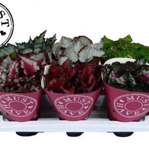 Begonia Beleaf Bladbegonia Rex Special mix MUST HAVE
(6 Plants/Order)(13cmP 25cmH)