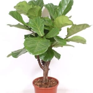 Ficus lyrata Ficus lyrata
(1 Plants/Order)(27cmP 110cmH)