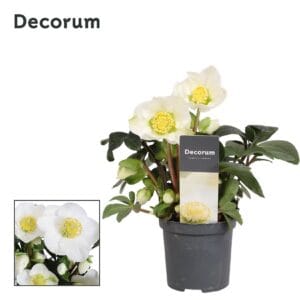 Helleborus niger Christmas Carol 7cm met etiket (XL)
(16 Plants/Order)(7cmP 15cmH)