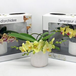 Phalaenopsis L'arrangeur D'orchidee dark yellow (GROEN)
(1 Plants/Order)(12cmP 35cmH)