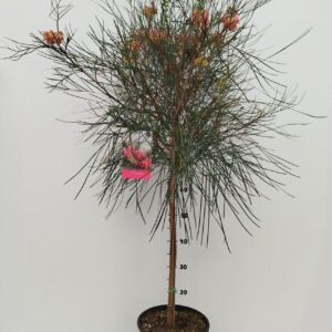 Grevillea johnsonii Grevillea johnsonii
(1 Plants/Order)(24cmP 120cmH)