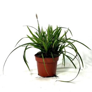 Carex morrowii Ice Dance Carex 'Ice Dance' p12
(10 Plants/Order)(12cmP 15cmH)