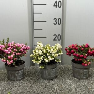 Gaultheria Pernettya mix laag
(12 Plants/Order)(10.5cmP 20cmH)