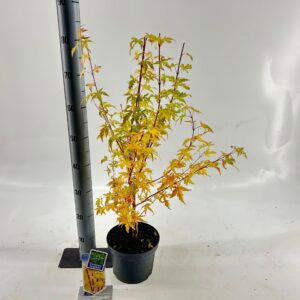 Acer palmatum Sangokaku Acer pal. 'Sangokaku'
(1 Plants/Order)(19cmP 60cmH)