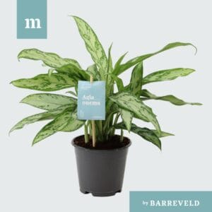 Aglaonema Silver Queen Green Agla 'Silver Queen' (Aglaonema)
(8 Plants/Order)(14cmP 40cmH)