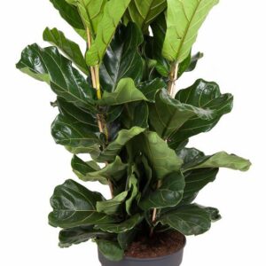 Ficus lyrata Ficus Lyrata 3PP P34
(1 Plants/Order)(34cmP 140cmH)