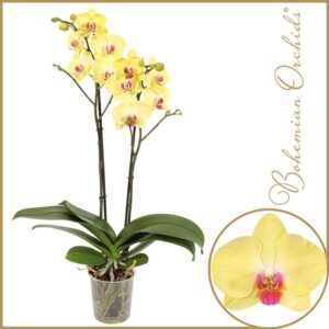 Phalaenopsis Phalaenopsis 2 spike Limelight
(10 Plants/Order)(12cmP 70cmH)