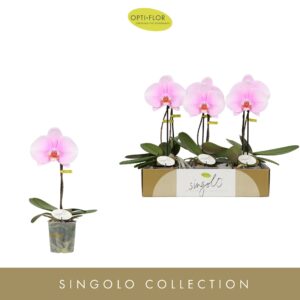 Phalaenopsis other pink (enkele ta Singolo Mino
(6 Plants/Order)(9cmP 40cmH)