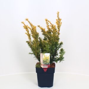 Taxus Semperaurea baccata P17
(6 Plants/Order)(17cmP 60cmH)