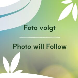 Ceanothus Ceanothus mix P29 (minimum order one layer)
(1 Plants/Order)(29cmP 60cmH)