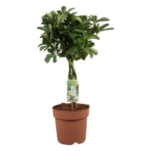 Schefflera Nora Schefflera Nora - gevlochten stam
(1 Plants/Order)(21cmP 70cmH)