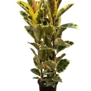 Ficus Tineke elastica toef 140cm 3PP
(1 Plants/Order)(27cmP 140cmH)