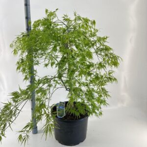 Acer palmatum Dissectum Acer pal. 'Dissectum’
(1 Plants/Order)(40cmP 60cmH)