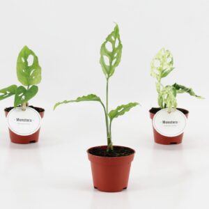 Monstera Monstera mix
(12 Plants/Order)(6cmP 15cmH)