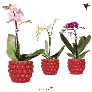 Phalaenopsis mixed Kolibri Orchids Phalaenopsis mix 1 spike in Berry Pot
(6 Plants/Order)(9cmP 40cmH)