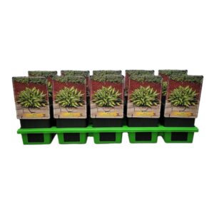 Hosta other Hosta 'Lakeside Little Tuft' P11
(10 Plants/Order)(11cmP 25cmH)