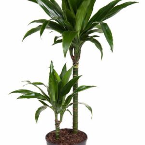 Dracaena Janet Craig Dracaena Janet Craig 45-15
(1 Plants/Order)(19cmP 90cmH)