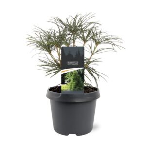 Sciadopitys verticillata Sciadopitys verticilata
(1 Plants/Order)(19cmP 30cmH)