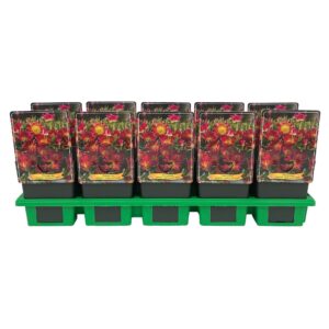 Delosperma cooperi Delosperma cooperi Delmara 'Red' P11
(10 Plants/Order)(11cmP 25cmH)