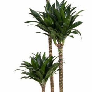 Dracaena Compacta Dracaena Compacta 90-60-30
(1 Plants/Order)(24cmP 130cmH)