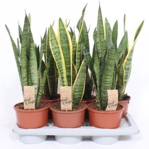 Sansevieria Sansevieria mix
(1 Plants/Order)(17cmP 65cmH)
