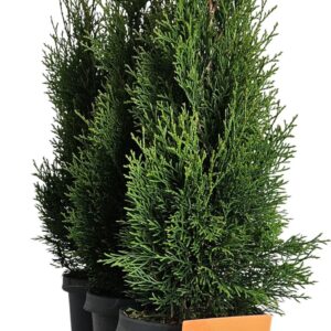 Thuja Smaragd Hedgeline Thuja occidentalis Smaragd C4
(3 Plants/Order)(21cmP 70cmH)