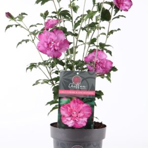 Hibiscus syriacus Hibiscus syr. Magenta Chiffon® P19/C3
(3 Plants/Order)(19cmP 55cmH)