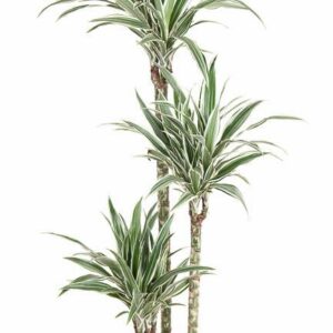 Dracaena White Stripe Dracaena White Stripe 90-60-30
(1 Plants/Order)(24cmP 140cmH)
