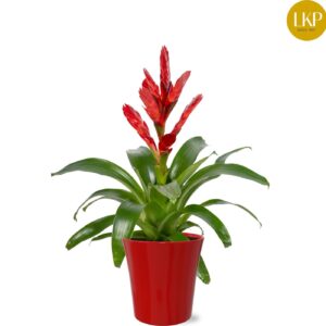 Vriesea Venga Vriesea Venga red Coco
(6 Plants/Order)(13cmP 45cmH)