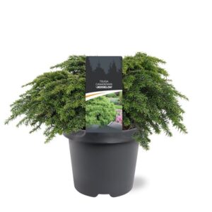 Tsuga canadensis Jeddeloh Tsuga canadensis 'Jeddeloh'
(1 Plants/Order)(23cmP 35cmH)