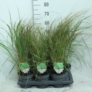 Calamagrostis x Overdam Calamagrostis x acutiflora 'Overdam' P17
(6 Plants/Order)(17cmP 70cmH)