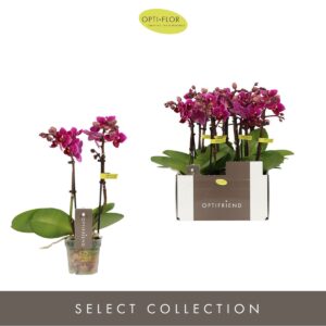 Phalaenopsis Multifloratypes other Optifriend Purple 2 spike
(8 Plants/Order)(7cmP 25cmH)