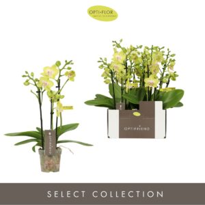 Phalaenopsis Multiflora Optifriend Suzy 3 spike
(8 Plants/Order)(7cmP 25cmH)