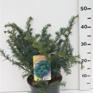 Taxus baccata Repandens Taxus bacc. 'Repandens'
(1 Plants/Order)(19cmP 55cmH)