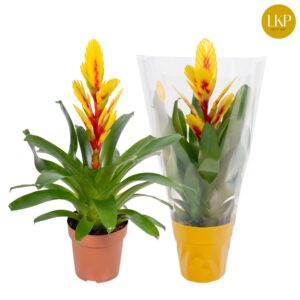 Vriesea Intenso Yellow Flame Vriesea Int Yellow Flame dark yellow (Met Hoes)
(6 Plants/Order)(12cmP 45cmH)