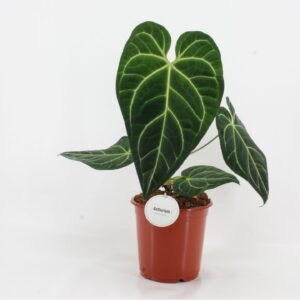 Anthurium Leaf Anthurium Regale
(1 Plants/Order)(21cmP 100cmH)